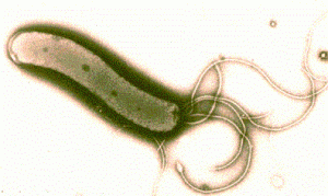 Fotoğraf microbewiki.kenyon.edu dan alınmıştır